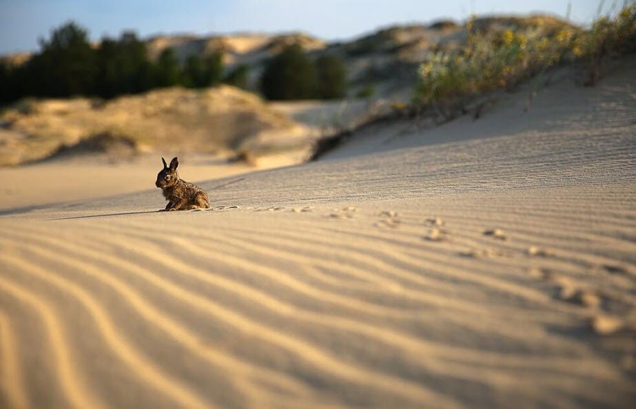Oleshky Sands, Kherson Oblast, Ukraine